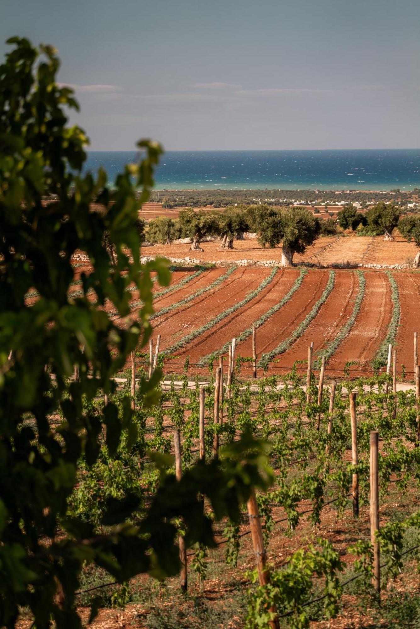 Masseria Auraterrae Polignano a Mare Bagian luar foto